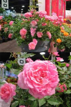 Sunrosa Fragrant Pink Dwarf Shrub Rose - 1 Gallon Pot -Garden Plant Shop Rose Sunrosa Fragrant Pink 50