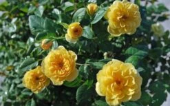 Sunrosa Yellow Dwarf Shrub Rose - 1 Gallon Pot -Garden Plant Shop Rose Sunrosa Yellow 1