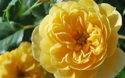 Sunrosa Yellow Dwarf Shrub Rose - 1 Gallon Pot -Garden Plant Shop Rose Sunrosa Yellow 3