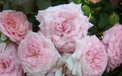 Sweet Drift Groundcover Rose - 2 Gallon Pot -Garden Plant Shop Rose Sweet Drift 1