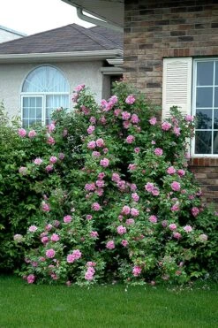 Therese Bugnet Rugosa Rose - 3 Gallon Pot -Garden Plant Shop Rose Therese Bugnet 4