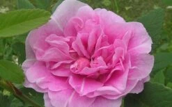 Therese Bugnet Rugosa Rose - 3 Gallon Pot -Garden Plant Shop Rose Therese Bugnet 5