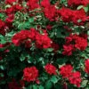 Winner's Circle Red Climbing Rose - 3 Gallon Pot