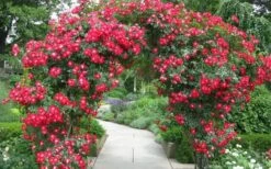 Winner's Circle Red Climbing Rose - 3 Gallon Pot -Garden Plant Shop Rose Winners Circle 3