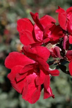 Winner's Circle Red Climbing Rose - 3 Gallon Pot -Garden Plant Shop Rose Winners Circle 6
