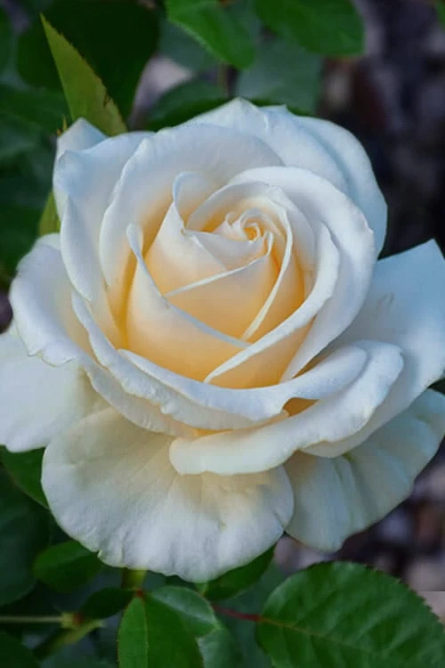 Easy Spirit White Rose - 3 Gallon Pot 1 Easy Spirit White Rose - 3 Gallon Pot