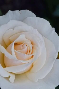 Easy Spirit White Rose - 3 Gallon Pot 9 Easy Spirit White Rose - 3 Gallon Pot -Garden Plant Shop Rose easy spirit 31