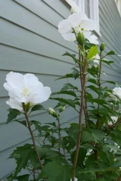 White Pillar Rose Of Sharon - 3 Gallon Pot -Garden Plant Shop Rose of Sharon White Pillar 5 1