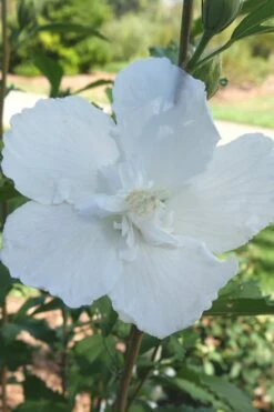White Pillar Rose Of Sharon - 2 Gallon Pot -Garden Plant Shop Rose of Sharon White Pillar 7