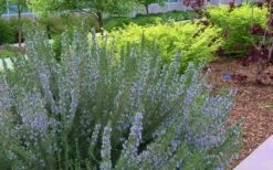 Arp Rosemary - 6 Pack Of Pint Pots 9 Arp Rosemary - 6 Pack Of Pint Pots -Garden Plant Shop Rosemary Arp Blooming
