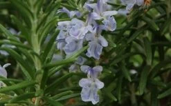 Arp Rosemary - 1 Gallon Pot 8 Arp Rosemary - 1 Gallon Pot -Garden Plant Shop Rosemary Arp Closeup 2 3