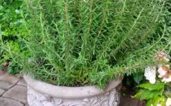 Barbeque Rosemary Plant - 1 Gallon Pot 11 Barbeque Rosemary Plant - 1 Gallon Pot -Garden Plant Shop Rosemary Barbeque 1