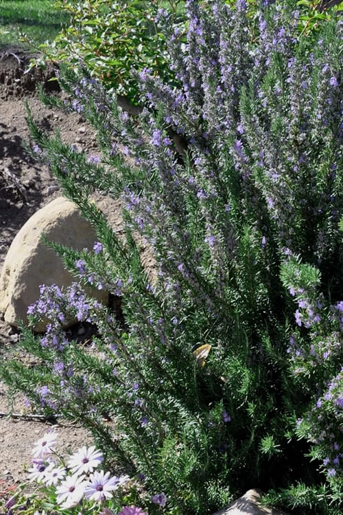 Barbeque Rosemary Plant - 1 Gallon Pot 4 Barbeque Rosemary Plant - 1 Gallon Pot - Image 4