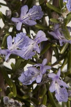 Barbeque Rosemary Plant - 6 Pack Of Pint Pots 10 Barbeque Rosemary Plant - 6 Pack Of Pint Pots -Garden Plant Shop Rosemary Barbeque 13