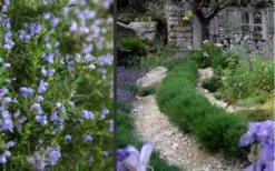 Chef's Choice Rosemary - Quart Pot -Garden Plant Shop Rosemary Chefs Choice 2 1