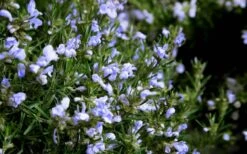 Chef's Choice Rosemary - 1 Gallon Pot -Garden Plant Shop Rosemary Chefs Choice Flowers