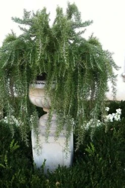 Foxtail Rosemary Plant - 1 Gallon Pot -Garden Plant Shop Rosemary Foxtail 2 1