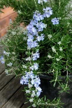 Foxtail Rosemary Plant - 1 Gallon Pot -Garden Plant Shop Rosemary Foxtail 3 1