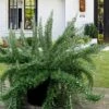 Foxtail Rosemary Plant - 1 Gallon Pot