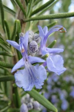 Prostrate Creeping Rosemary - 6 Pack Of Pint Pots -Garden Plant Shop Rosemary Prostrate 17