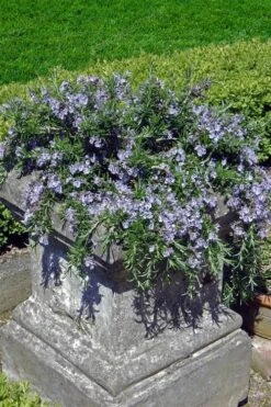 Prostrate Creeping Rosemary - 6 Pack Of Pint Pots -Garden Plant Shop Rosemary Prostrate 18