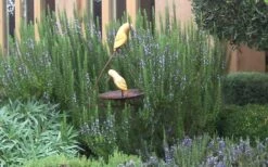 Tuscan Blue Rosemary - 5 Pack Of Quart Pots -Garden Plant Shop Rosemary Tuscan Blue 2 1