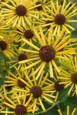 Henry Eilers Sweet Coneflower (Rudbeckia Daisy) - 1 Gallon Pot -Garden Plant Shop Rudbeckia Henry Eilers 1