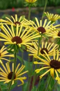 Henry Eilers Sweet Coneflower (Rudbeckia Daisy) - 1 Gallon Pot -Garden Plant Shop Rudbeckia Henry Eilers 2