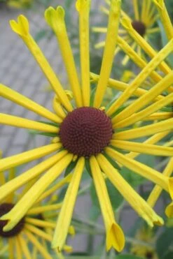 Henry Eilers Sweet Coneflower (Rudbeckia Daisy) - 1 Gallon Pot