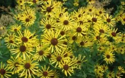 Henry Eilers Sweet Coneflower (Rudbeckia Daisy) - 1 Gallon Pot -Garden Plant Shop Rudbeckia Henry Eilers 7