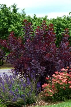 Royal Purple Smoke Tree (Smokebush) - 5 Gallon Pot - SALE 18 Royal Purple Smoke Tree (Smokebush) - 5 Gallon Pot - SALE -Garden Plant Shop SMoke Tree Royal Purple 20 4