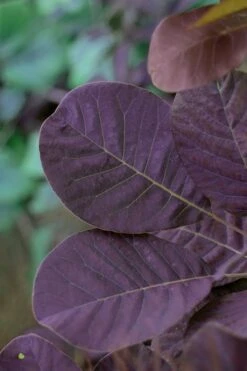Royal Purple Smoke Tree (Smokebush) - Cotinus Coggygria - 1 Gallon Pot 15 Royal Purple Smoke Tree (Smokebush) - Cotinus Coggygria - 1 Gallon Pot -Garden Plant Shop SMoke Tree Royal Purple 22 2