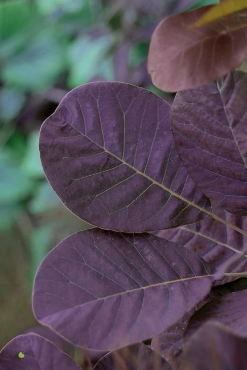 Royal Purple Smoke Tree (Smokebush) - Cotinus Coggygria - 1 Gallon Pot 6 Royal Purple Smoke Tree (Smokebush) - Cotinus Coggygria - 1 Gallon Pot - Image 6