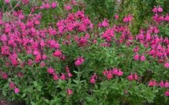 Heatwave Brilliance Salvia (Sage) - 1 Gallon Pot -Garden Plant Shop Salvia Heatwave Brilliance Landscape