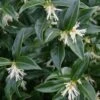 Confused Sweet Box (Sarcococca Confusa) - 1 Gallon Pot