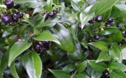 Confused Sweet Box (Sarcococca Confusa) - 1 Gallon Pot -Garden Plant Shop Sarcacocca Confusa Berries 10