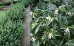 Confused Sweet Box (Sarcococca Confusa) - 1 Gallon Pot -Garden Plant Shop Sarcacocca Confusa Berries 2
