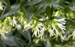 Confused Sweet Box (Sarcococca Confusa) - 1 Gallon Pot -Garden Plant Shop Sarcacocca Confusa Flowers 5