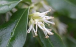 Confused Sweet Box (Sarcococca Confusa) - 6 Pack Of 1 Gallon Pots -Garden Plant Shop Sarcococca Confusa Sweet Box Flower Closeup 1