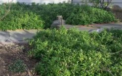 Confused Sweet Box (Sarcococca Confusa) - 1 Gallon Pot -Garden Plant Shop Sarcococca Confusa Sweet Box In Landscape