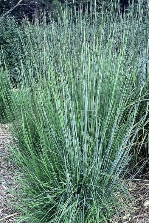 Blaze Little Bluestem Grass (Schizachyrium Scoparium) - 6-Pack Of 1 Gallon Pots 4 Blaze Little Bluestem Grass (Schizachyrium Scoparium) - 6-Pack Of 1 Gallon Pots - Image 4