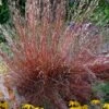 Blaze Little Bluestem Grass (Schizachyrium Scoparium) - 6-Pack Of 1 Gallon Pots