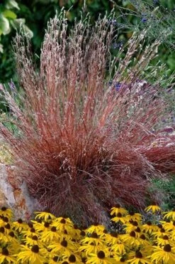 Blaze Little Bluestem Grass (Schizachyrium Scoparium) - 6-Pack Of 1 Gallon Pots