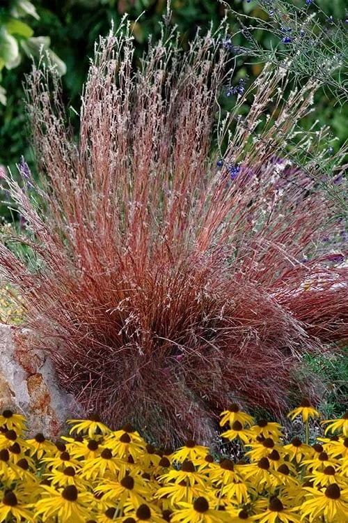 Blaze Little Bluestem Grass (Schizachyrium Scoparium) - 6-Pack Of 1 Gallon Pots 1 Blaze Little Bluestem Grass (Schizachyrium Scoparium) - 6-Pack Of 1 Gallon Pots