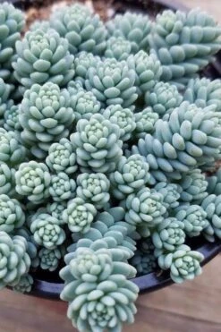 Blue Tears Sedum (Corsican Stonecrop) - 10 Pack Of Pint Pots