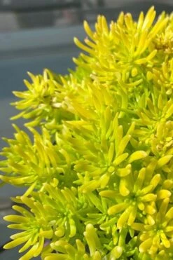 Lemon Ball Sedum - 5 Pack Of Pint Pots