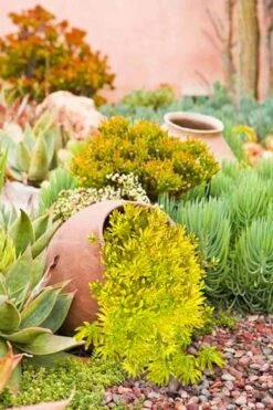 Lemon Ball Sedum - 5 Pack Of Pint Pots -Garden Plant Shop Sedum mexicanum lemon ball 2 1
