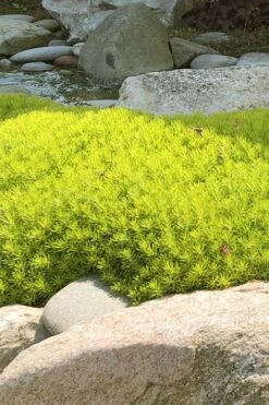 Lemon Ball Sedum - 3 Pack Of Quart Pots -Garden Plant Shop Sedum mexicanum lemon ball 4