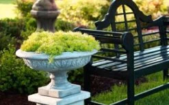 Lemon Ball Sedum - 3 Pack Of Quart Pots -Garden Plant Shop Sedum mexicanum lemon ball 6