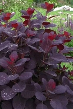 Royal Purple Smoke Tree (Smokebush) - Cotinus Coggygria - 1 Gallon Pot 19 Royal Purple Smoke Tree (Smokebush) - Cotinus Coggygria - 1 Gallon Pot -Garden Plant Shop Smoke Tree Royal Purple 11 2